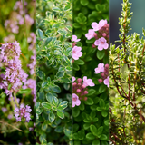 Thyme Growers Choice Mix