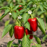 Set of 3 or 6 Large Plants - Sweet Pepper Redskin, Ready to Plant in Your Garden