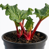 1 Rhubarb Timperley Early Plant, Hardy Perennial Fruit for Garden, Grow Your Own, 2Ltr Root Ball