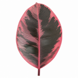 Rubber Plant Ficus Belize Pink, Easy Care Indoor Houseplant, 12cm 1 Litre Pots