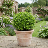 1 Pittosporum Golf Ball Evergreen Shrub, Hardy Low Maintenance Outdoor Garden Plant, 3 Litre Root-Ball