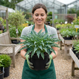 3Ltr Hosta Silly Strings, Outdoor Garden Ready, Pots