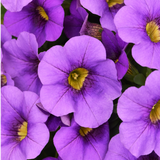 Set of 3 or 6 Large Plants - Calibrachoa Cabaret Early Blue, Outdoor Garden Ready