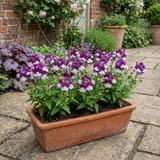 Set of 3 or 6 Large Plants - Nemesia Nuvo Purple Bicolour, Ready to Plant in Your Garden