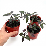 Set of 3 or 6 Large Plants - Grow Your Own Chilli Pepper Gusto Purple, Garden Ready
