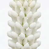 1 Large Plant - Lupin West Country Polar Princess, Outdoor Garden Ready, 3L Pot