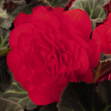 1 Large Plant - Begonia Mocca Cherry, Ready to Plant in Your Garden, 2L Pot