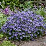1 Large Plant - Nemesia Nuvo Blue 180, Outdoor Garden Ready, 2L Pot