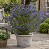 1 Large Plant - Ceanothus Pugets Blue, Ready to Plant in Your Garden, 2L Pot