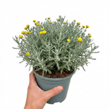 1 Santolina Chamaecyparissus Cotton Lavender Plant, Drought Tolerant Hardy Evergreen Shrub, 2L Root-Ball