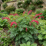 1 Dicentra Luxuriant Bleeding Heart Plant, Hardy Shade Perennial, Garden Ready, 17cm Root-Ball