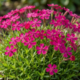 Set of 3 or 6 Silene Schafta Autumn Catchfly Hardy Perennial Plants, Pink Flowering Alpine Ground Cover, Outdoor Garden Ready, 1 Litre Root-Ball
