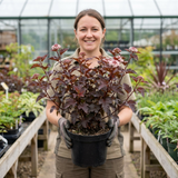 1 Physocarpus Lady in Red Plant, Hardy Bee Friendly Deciduous Garden Shrub, 3 Litre Root Ball