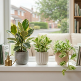 3 Variegated Houseplant Collection, Ficus Tineke, Peperomia & Marble Queen Pothos, 1 Litre Root Ball