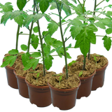 Set of 3 or 6 Large Plants - Grow Your Own Tomato Consuelo, Ready to Plant & Bear Fruits