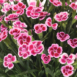 Set 3 or 6 Large Plants - Dianthus Pink Kisses, Ready to Plant in Your Garden