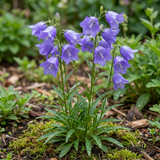 Set of 3 or 6 Campanula Persicifolia Caerulea Hardy Blue Bellflower Plants, Outdoor Garden Ready, 11cm Root-Ball