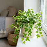 1 Hedera Helix English Ivy Houseplant, Indoor Trailing Hanging Basket, 19cm Root Ball