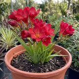 1 Freesia Red River Plant, Hardy Fragrant Perennial, Outdoor Garden Ready, 17cm Root-Ball