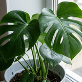 1 Monstera Deliciosa - Swiss Cheese Plant Houseplant, Live Indoor Tropical Plant, 3 Litre Root Ball
