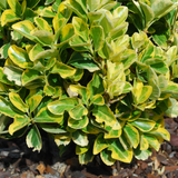 Euonymus Ovatus Aureus