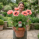 1 Oriental Papaver Paradiso Hardy Perennial Poppy Plant, Outdoor Garden Ready, 3 Litre Root-Ball