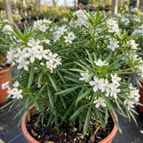 1 Choisya White Dazzler Plant, Fragrant Hardy Evergreen Garden Shrub, Mexican Orange Blossom, 3L Root Ball