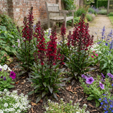 Set of 3 or 6 Lobelia Starship Burgundy Upright Hardy Perennial Plants, Outdoor Garden Ready, 1 Litre Root Ball