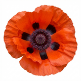 Set of 3 or 6 Papaver Orientale Brilliant Red Poppy Plants, Hardy Perennial, Outdoor Garden Ready, 1 Litre Root-Ball