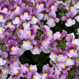 Set of 3 or 6 Large Plants - Nemesia Nuvo Pink Bicolour, Ready to Plant in Your Garden