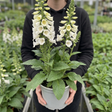 1 Digitalis Hanabee White Foxglove Plant, Hardy Bee Friendly Perennial, Summer Flowering, 2 Litre Root Ball
