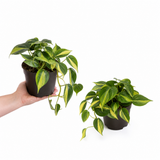 Variegated Pothos Plant Devil's Ivy, Trailing Indoor Houseplant, 12cm 1 Litre Pots