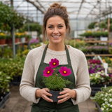 Set of 3 or 6 Large Plants - Cosmos Apollo Carmine, Ready to Plant in Your Garden, Peat-Free