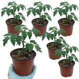 Set of 3 or 6 Large Plants - Tomato Veranda Red Variety, Ready to Plant in Your Garden