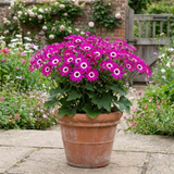 1 Senetti Pericallis Pop Magenta Live Plant, Outdoor Summer Bedding Flowers, 17cm Root-Ball