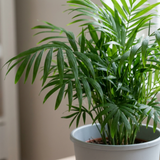1 Parlour Palm Chamaedorea Elegans, Pet Safe Low Light Indoor Houseplant, Live, 17cm Root Ball