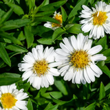 Aster Alpha White