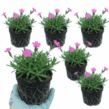 Set of 3 or 6 Silene Schafta Autumn Catchfly Hardy Perennial Plants, Pink Flowering Alpine Ground Cover, Outdoor Garden Ready, 1 Litre Root-Ball