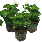 Set of 3 or 6 Large Plants - Pelargonium Toscana Smart Jenny, Ready to Plant in Your Garden