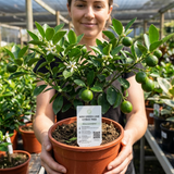 1 Large Plant - Evergreen Mini Green Lime Tree, Ready to Plant in Your Garden