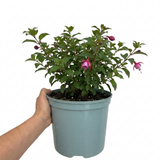 1 Large Plant - Fuchsia Bush Patio Princess, Outdoor Garden Ready, 5L Pot