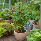 1 Consuelo Cherry Tomato Plant, High Yield Live Vegetable, Outdoor Garden Ready, 2 Litre Root Ball