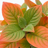 1 Cornus Anny's Winter Orange Plant, Hardy Dogwood Shrub for Winter Interest, 3 Litre Root Ball