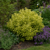 1 Large Plant-Euonymus Aureomarginatus, Ready to Plant in Your Garden, 2L Pot