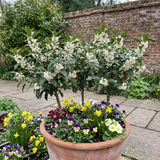Set of 3 or 6 Osmanthus Burkwoodii Plants, Fragrant Evergreen Hedging Shrubs, Outdoor Garden Ready, White Flowers, 11cm Root-Ball
