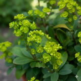 Euphorbia Robbiae