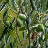 Mini Olive Bush