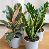 3 Houseplants – Modern Minimalist Indoor Collection, Ficus Tineke, Snake Plant & ZZ Plant, 1Ltr Root Ball