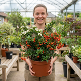 1 Pyracantha Orange Glow Firethorn Plant, Evergreen Fast Growing Climbing Hedge Shrub, 2L Root-Ball