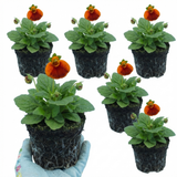 Set of 3 or 6 Garden Ready Plants – Calceolaria Calynopsis ‘Red Orange Bicolour’, Ready to Plant